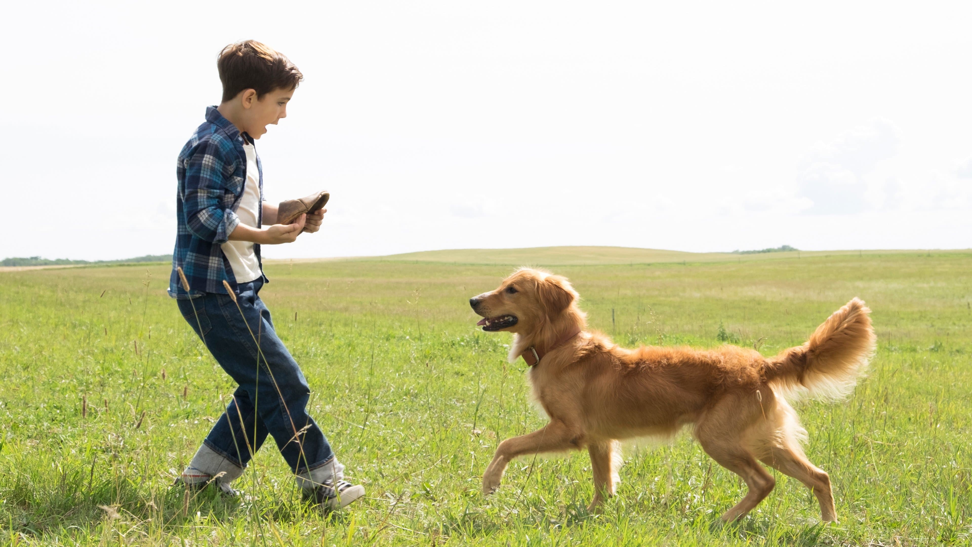 A Dog's Purpose Backdrop